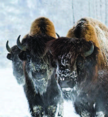 bisonwinter